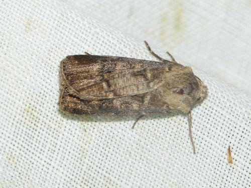 Agrotis clavis